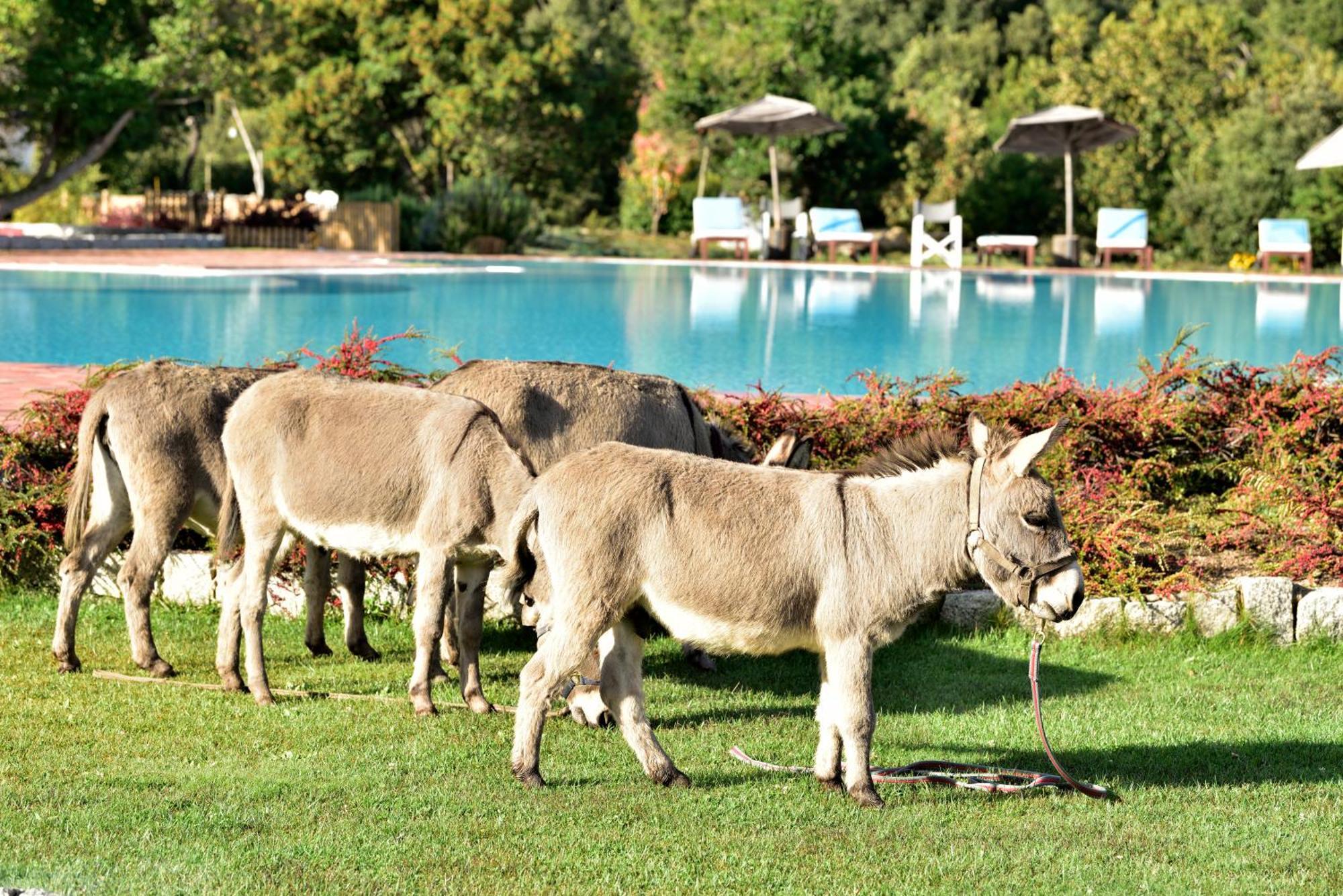 Eco Hotel Orlando Sardegna Villagrande Strisaili Екстер'єр фото